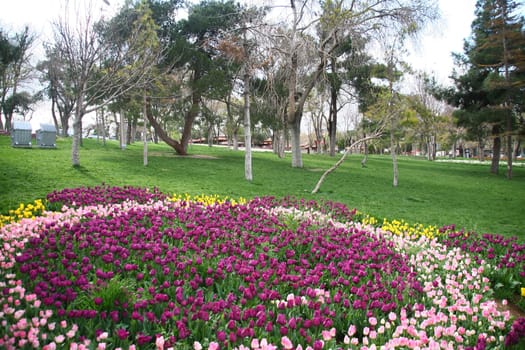tulips