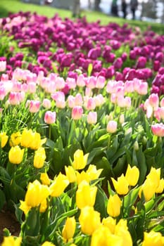 tulips