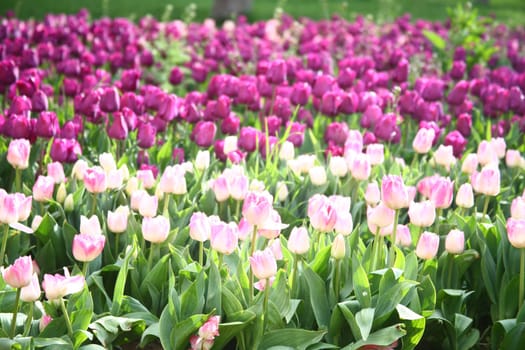 tulips