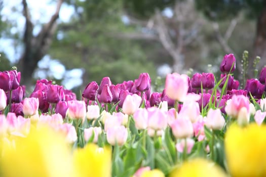 tulips