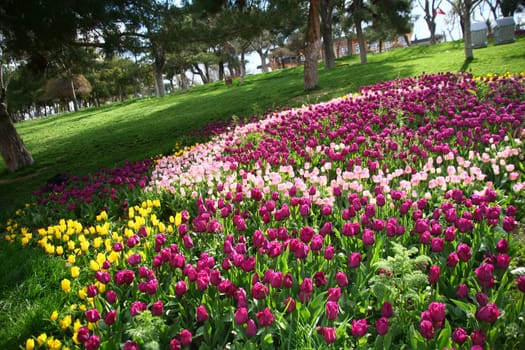tulips