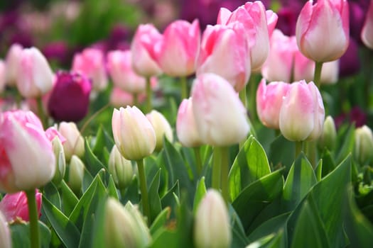tulips