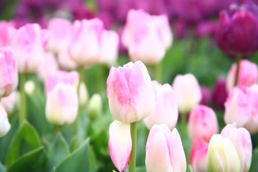 tulips