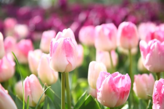 tulips