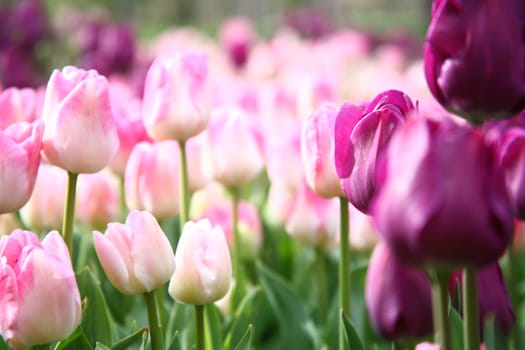 tulips