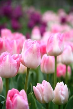 tulips