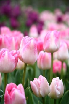 tulips