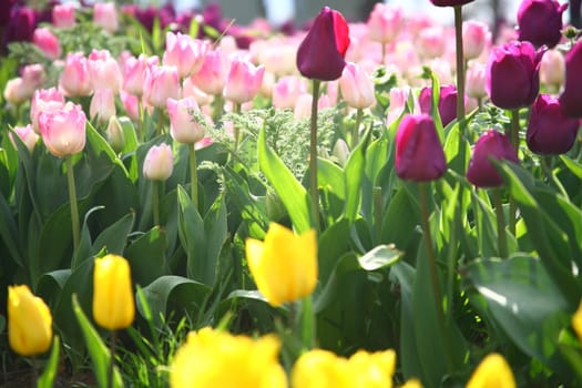 tulips