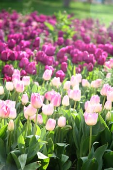 tulips