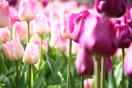 tulips
