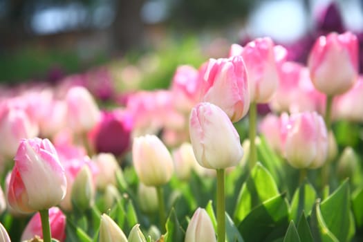 tulips