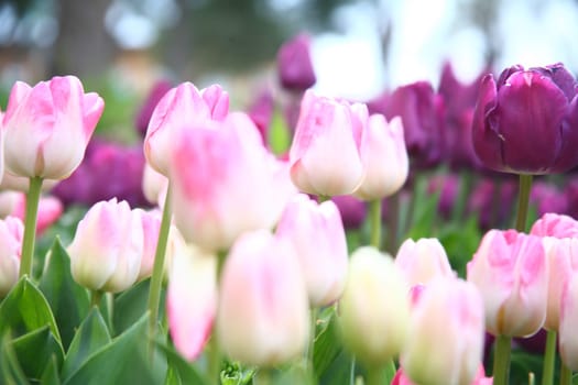 tulips