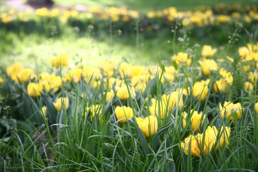 tulips