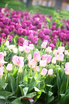 tulips