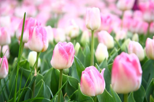 tulips