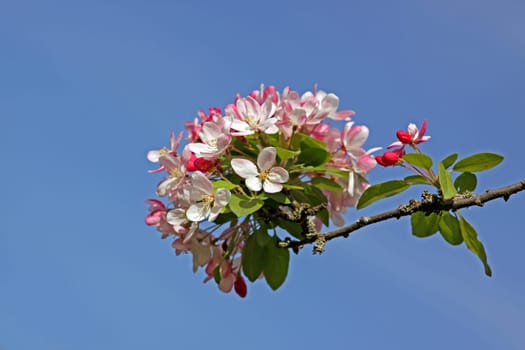 Japanese flowering crabapple