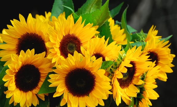Sunflower