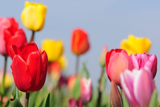 In the Tulip Forest 3