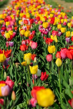 In the Tulip Forest 6