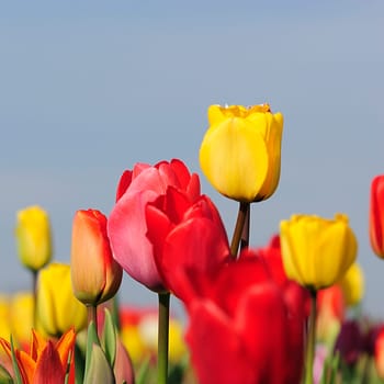 In the Tulip Forest 1