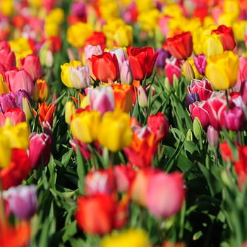 In the Tulip Forest 15