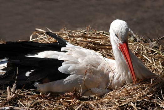 Stork Mother