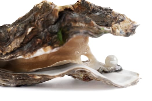 Oyster with pearl