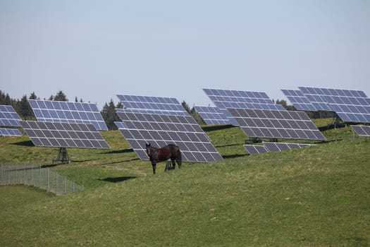 Photovoltaics with horses