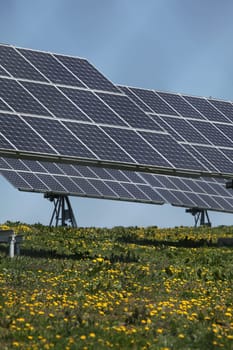 Photovoltaics with dandelions