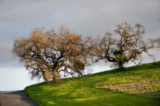 Oak trees at sunset