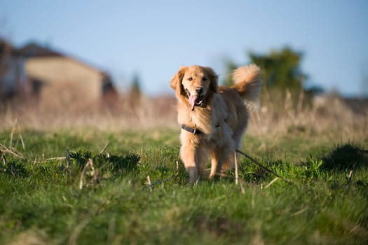 Golden Retriever in afternoon