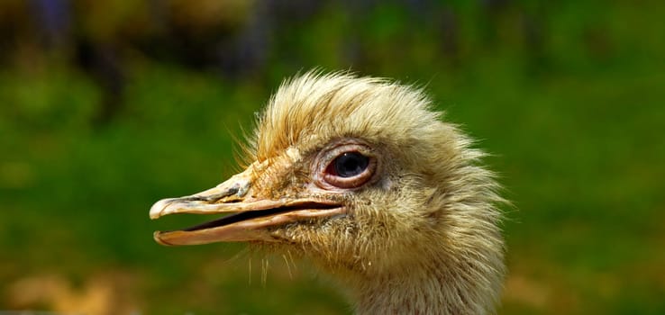 Great Nandu,Rhea americana