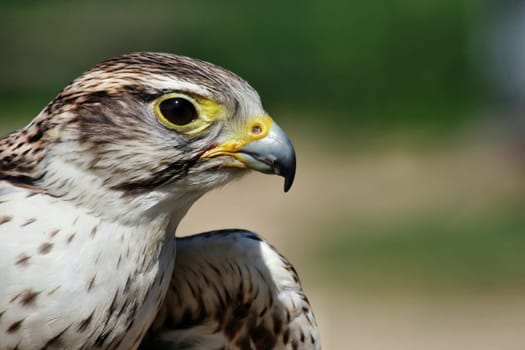 King Rough-legged Buzzard