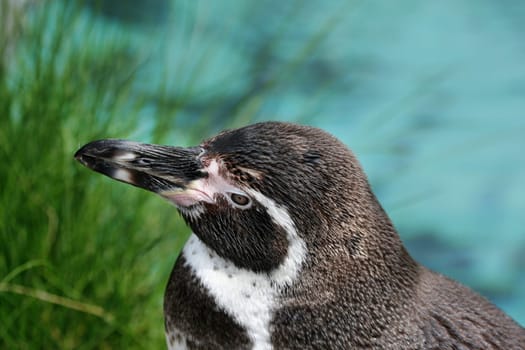 PenguinPortrait