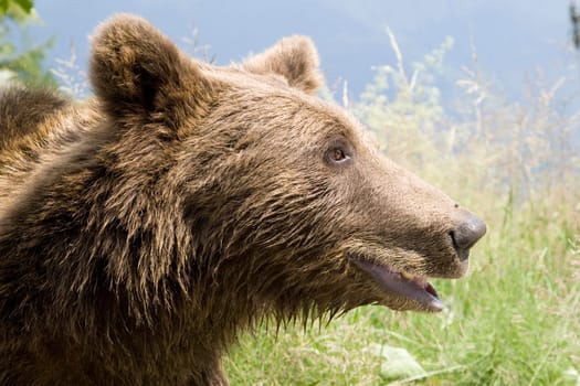 Wild Bear In The Forest