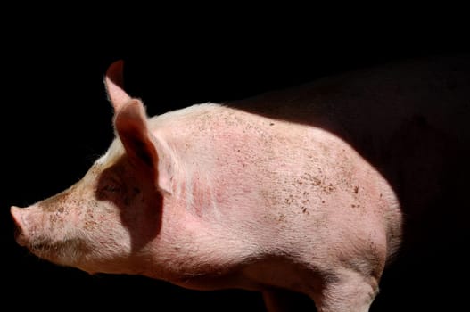 pink pig
