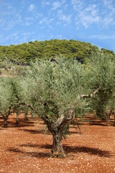 olive trees plantation