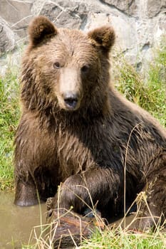 Wild Bear Cooling In Water
