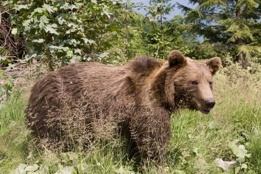 Wild Bear In The Forest