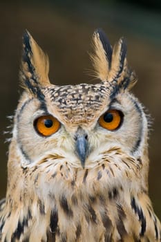 Eagle Owl Portrait
