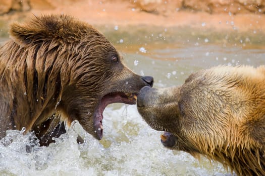 Brown Bears Fighting in the Water