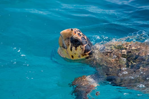 Loggerhead Sea Turtle