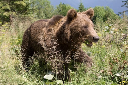 Wild Bear In The Forest