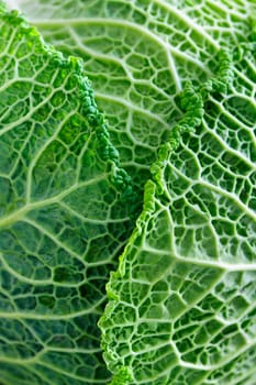 Closeup of green cabbage leaves