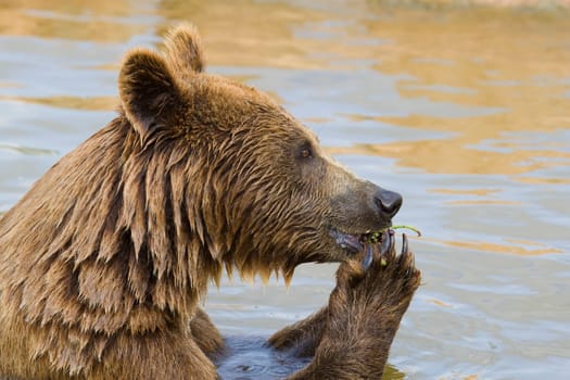 Bear Feeding