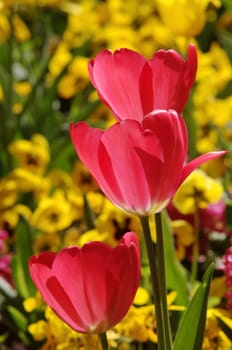 tulips,pansies