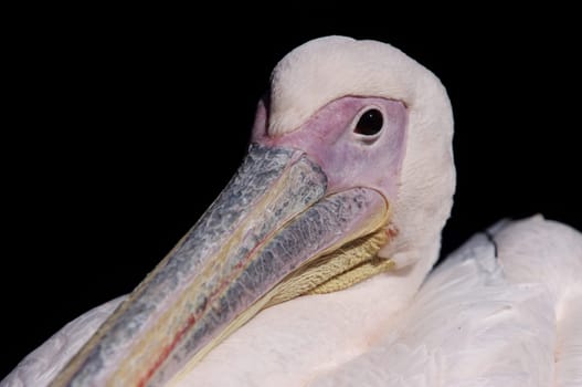 rosapelikan,Pelecanus onocrotalus