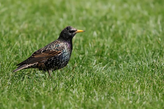 Starling,Sturnus vulgaris,Sturnidae,Birds