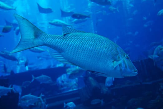 Pisces