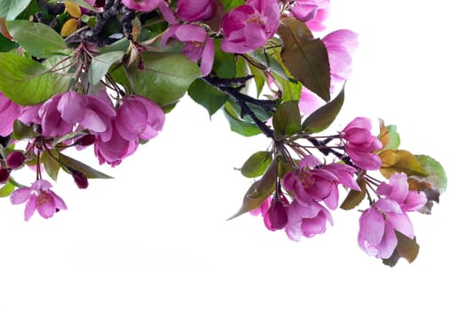 Cherry blossom pink